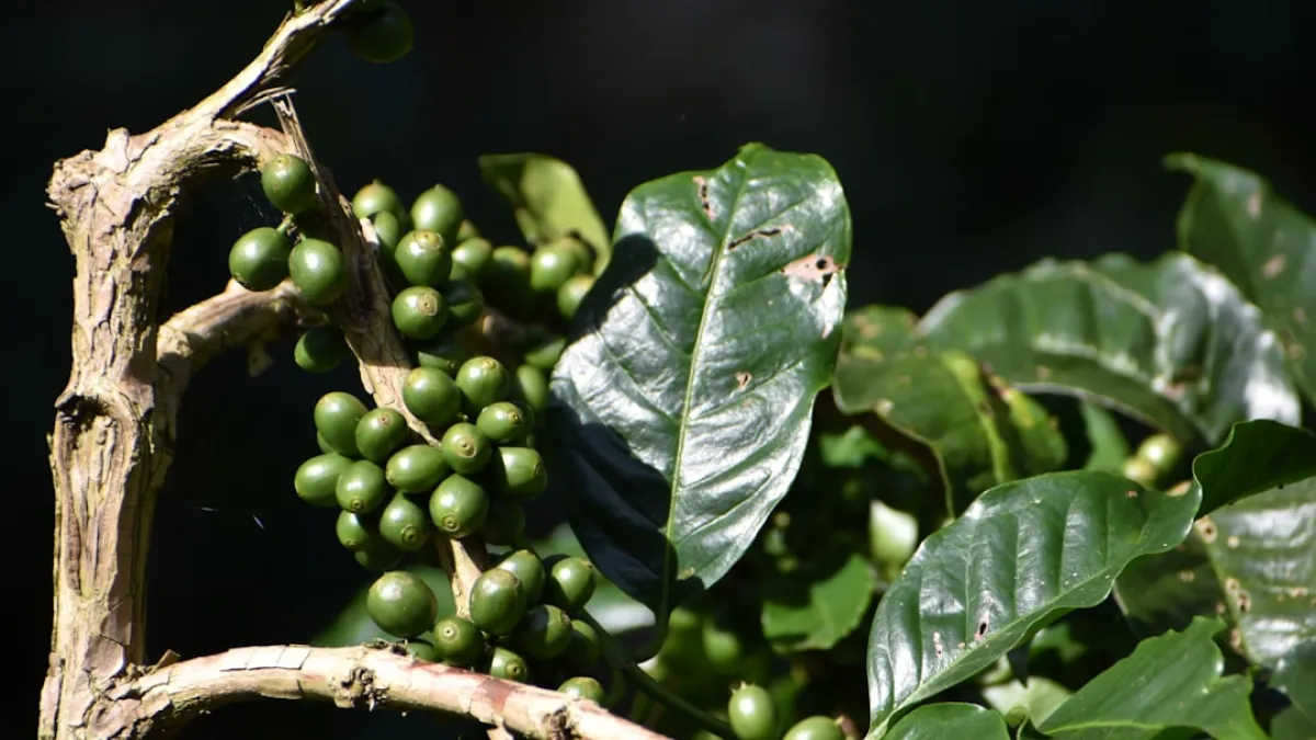 Ethiopian Coffee Beans: Your Guide to Unforgettable Flavors & Perfect Brewing